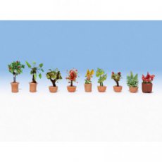14082 Ornamental plants in flower pots.